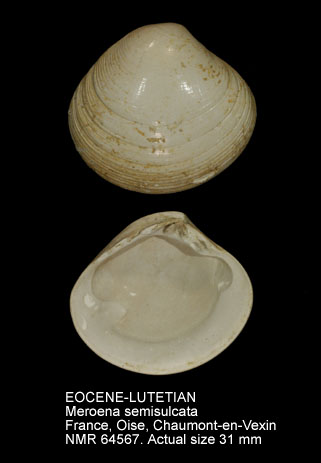 EOCENE-LUTETIAN Meroena semisulcata.jpg - EOCENE-LUTETIANMeroena semisulcata(Lamarck,1806)